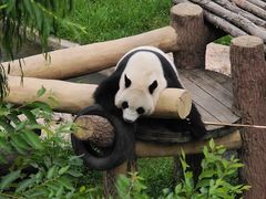 -沈阳森林动物园