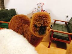 -猫色咖啡·猫咖