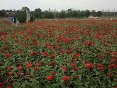 -武汉紫薇都市田园