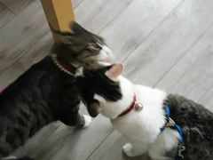 android_upload_pic-海边的猫和咖啡馆
