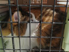 -艾贝尔宠物医院 ·内科全科(梁溪路店)