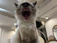 -共舞时光猫咖·狗咖(新街口店)