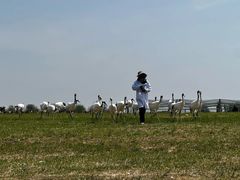 -盐城丹顶鹤湿地生态旅游区