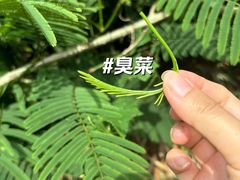 -曼丢傣家古寨