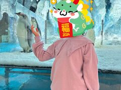 -帝企鹅自助餐厅•儿童岛•真企鹅(长隆企鹅酒店)