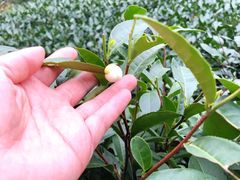 -十八棵（老龙井）御茶园(老龙井店)