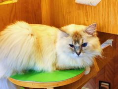 -MOCHA明星猫咖(田子坊店)
