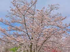-顾村公园
