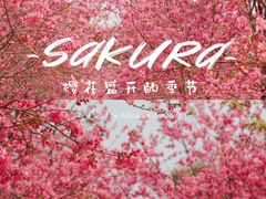 -天适樱花悠乐园