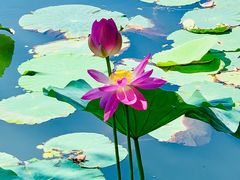 -长春市南湖公园