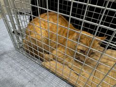 -宠物星动物医院·眼科·异宠·猫科(江南大道总院)