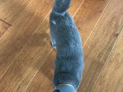 -纳吉亚猫专科动物医院博雅分院