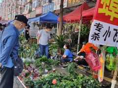 -哈尔滨道外花鸟鱼市场