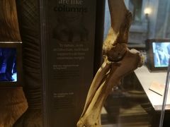 -美国自然历史博物馆