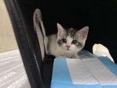 -爱诺耐芙动物医院(万博店)