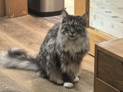 -MOCHA明星猫咖(田子坊店)