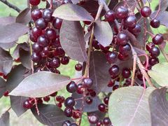 -长春公园(普阳街道)