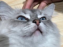 -瞄一喵猫咖(格力海岸店)
