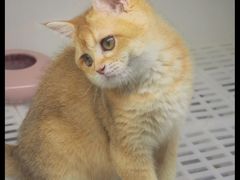 -lincat·猫舍(广州店)