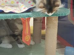 -momokira米努特·德文卷毛猫·棉花面纱犬