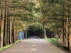 -日照海滨国家森林公园