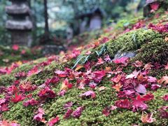 -常寂光寺