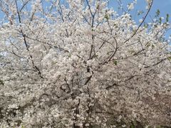 -古柏渡丰乐樱花园