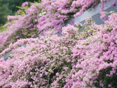 -深圳市中科院仙湖植物园