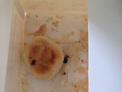 -矮子馅饼(大成路店)