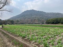 -八卦田遗址公园