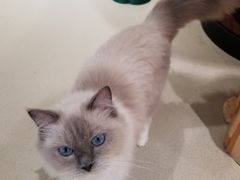 -藏猫猫咖啡主题馆(中央大道店)