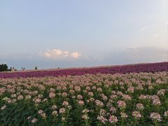 -径山花海