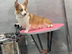 -宠福鑫康馨动物医院·骨科·眼科