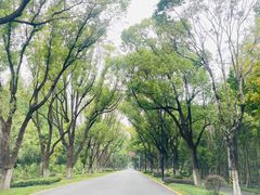 -东平国家森林公园