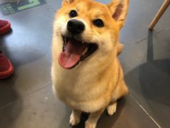 -熊小胖宠物生活馆(天华园店)