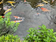-水前寺成趣园