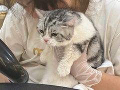 -momokira米努特·德文卷毛猫·棉花面纱犬