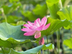 -莲花池公园