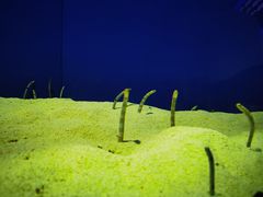 -上海海洋水族馆