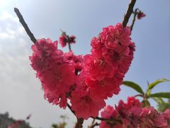 -南国桃园旅游度假区