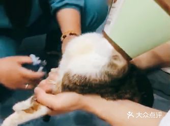  再也不用担心家门口没有好的宠物医院咯 拱墅区人民的