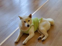 -南京Hallo宠物乐园·哈罗犬舍·柴犬繁育基地