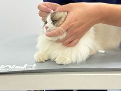 -宠物星动物医院·眼科·异宠·猫科(江南大道总院)