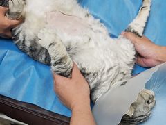 -美联众合动物医院·24h京西诊疗中心