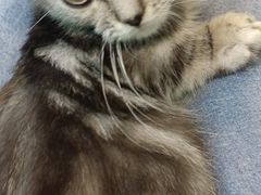 -十年猫舍·猫咪专门店(普陀店)