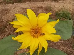 -武汉紫薇都市田园