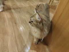 -滚猫咖啡·猫咖·猫友好撸猫(未来城店)