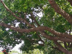 -昆山城市生态森林公园