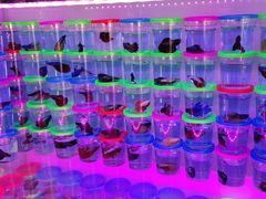 -华声天桥民俗文化园