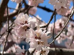 -桃花堤公园
